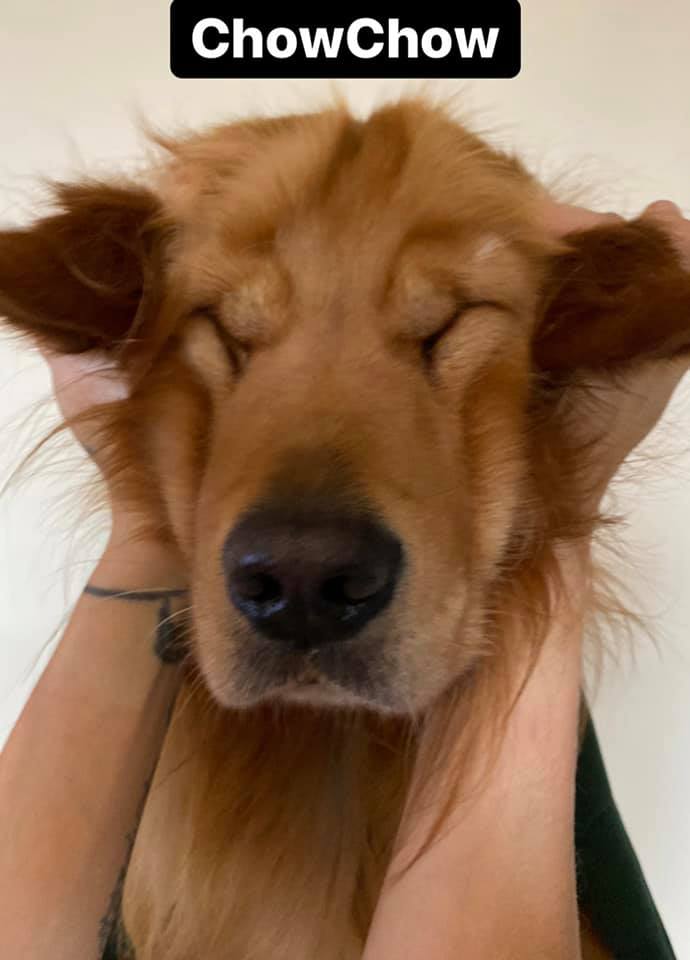Puppy