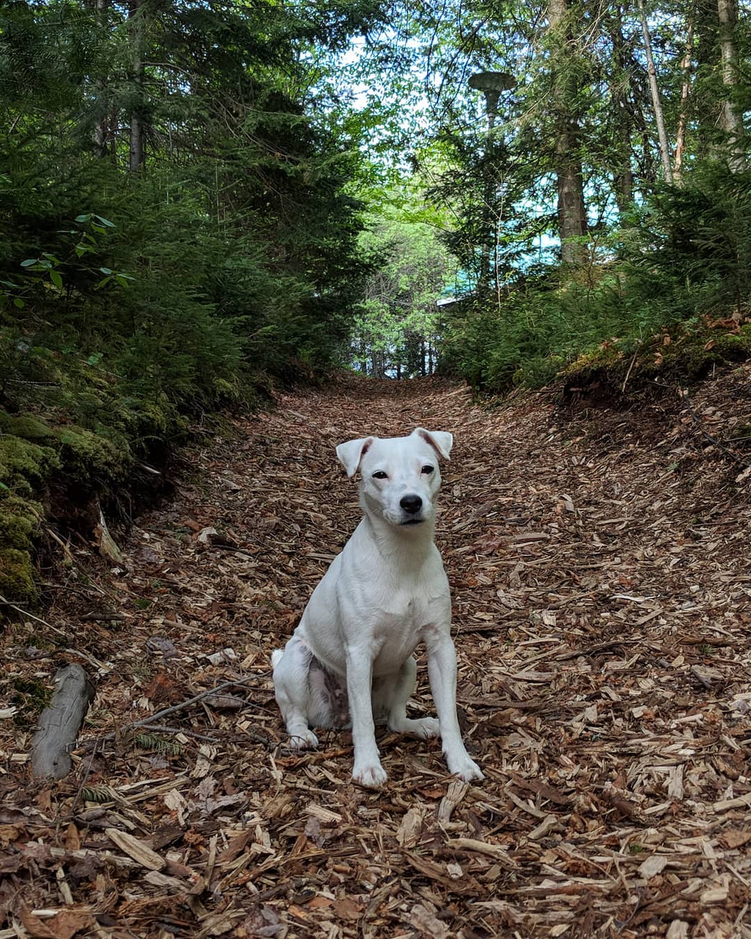 Temporary Dogs To Test Modals