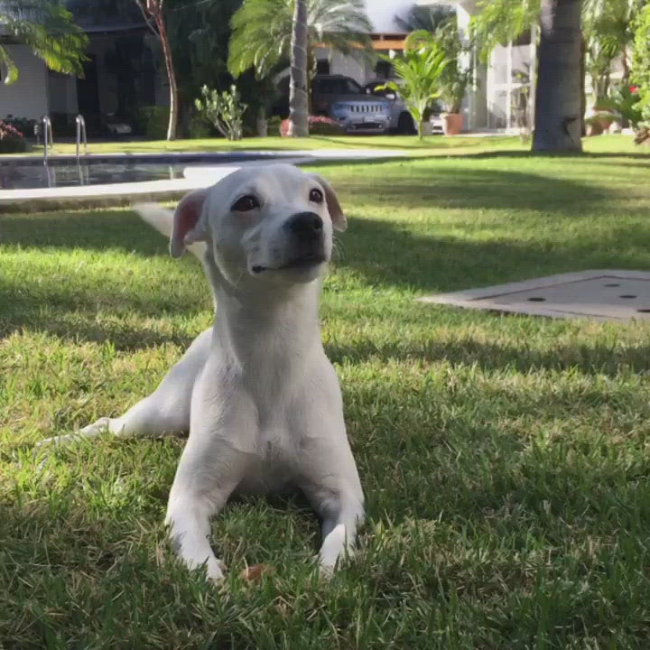 White dog laying in a grassy lawn wagging its tail.