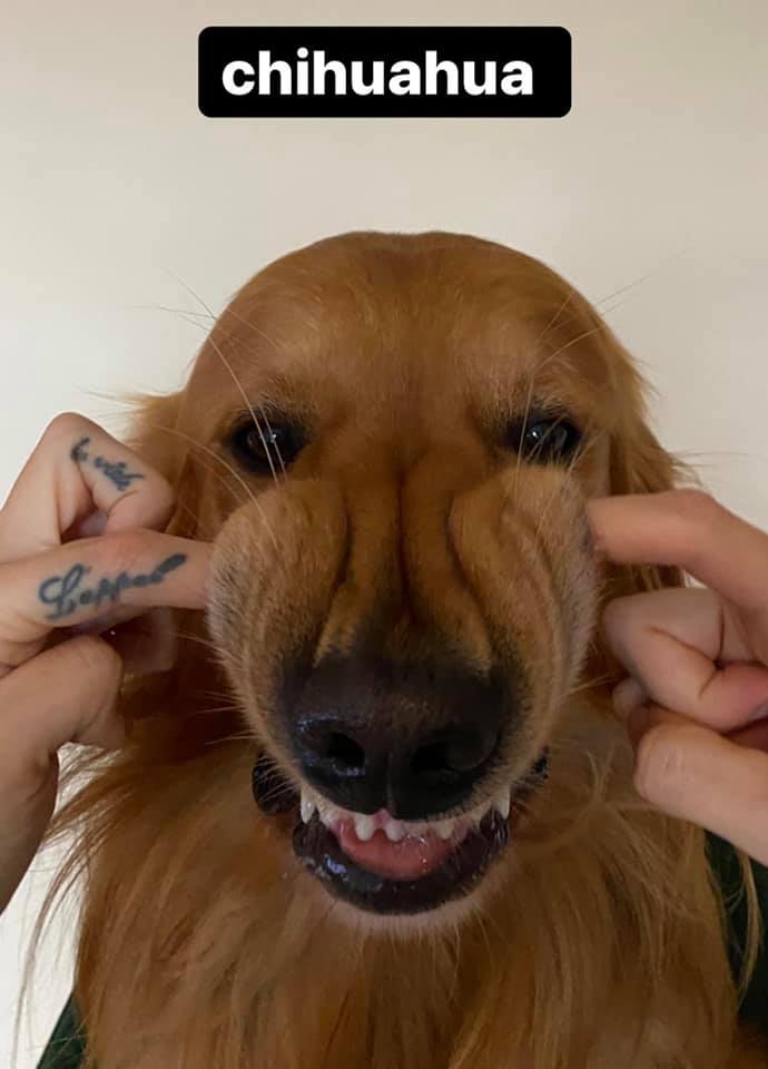 Puppy