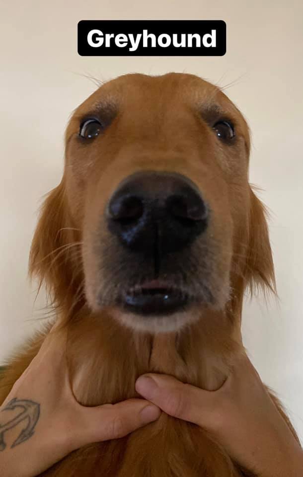 Puppy