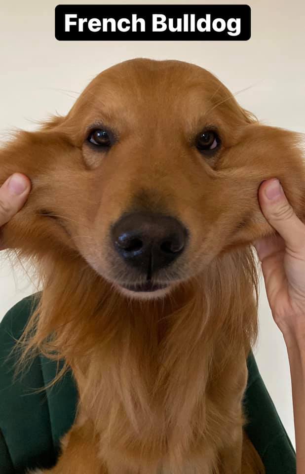 Puppy
