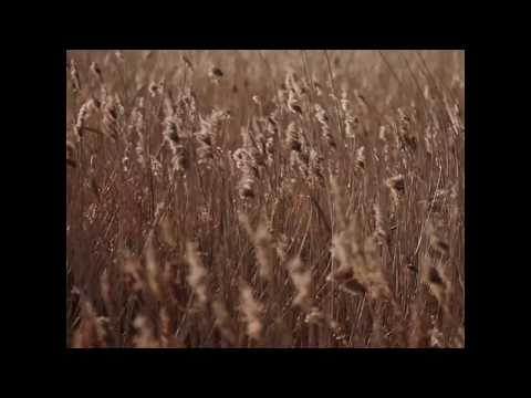 Wheat field, waving on a sunny windy day.